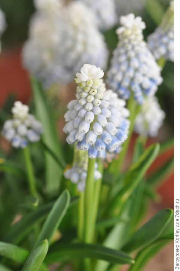 Ещё один новый сорт мускари