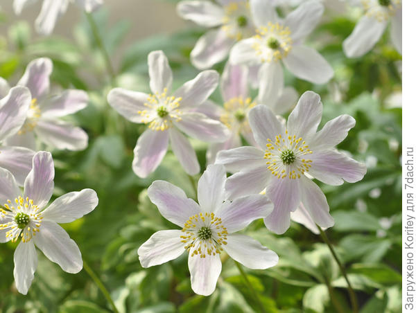 Anemona nemorosa Wisley Pink