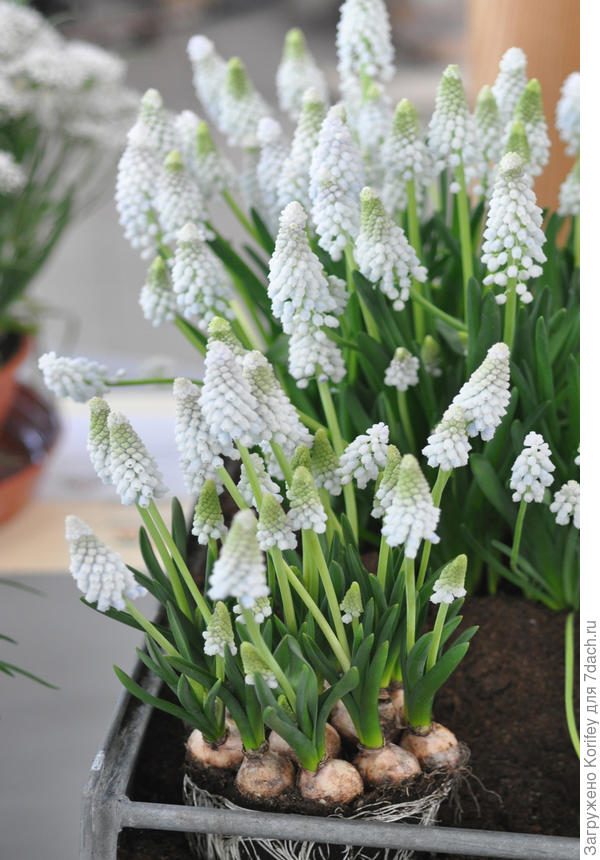 Или в горшках, после выгонки