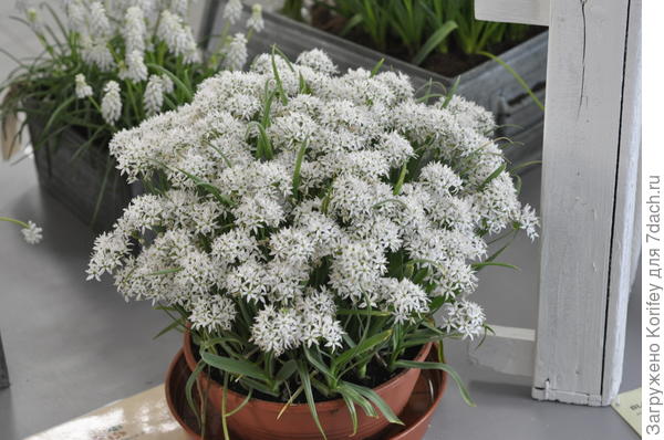 Лук декоративный, тоже в горшке