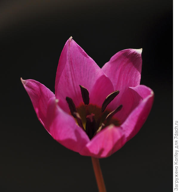 Тюльпан ботанический humilis &#39;Black Base&#39;