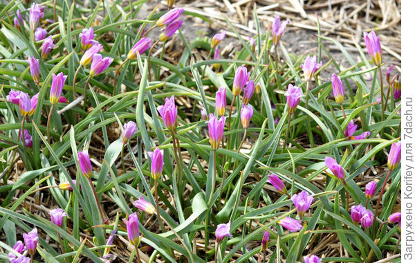 Тюльпан ботанический humilis Helena