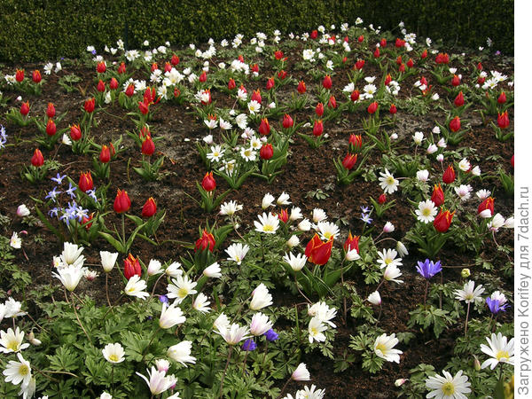 Тюльпан ботанический hageri. но уже с анемонами нежными (Anemona blanda)