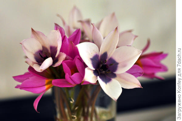 Он же в паре с другими ботаническими тюльпанами