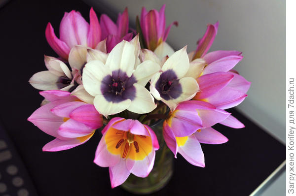 Смесь ботанических тюльпанов humilis