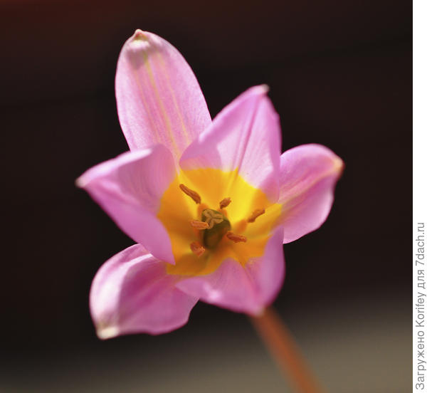 Он же сольно в анфас