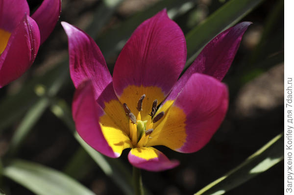 Он же, Pulchella Eastern Star, в сольном исполнении и на солнышке