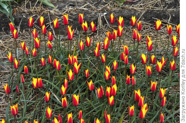 Он же, но уже на опытном цчастке