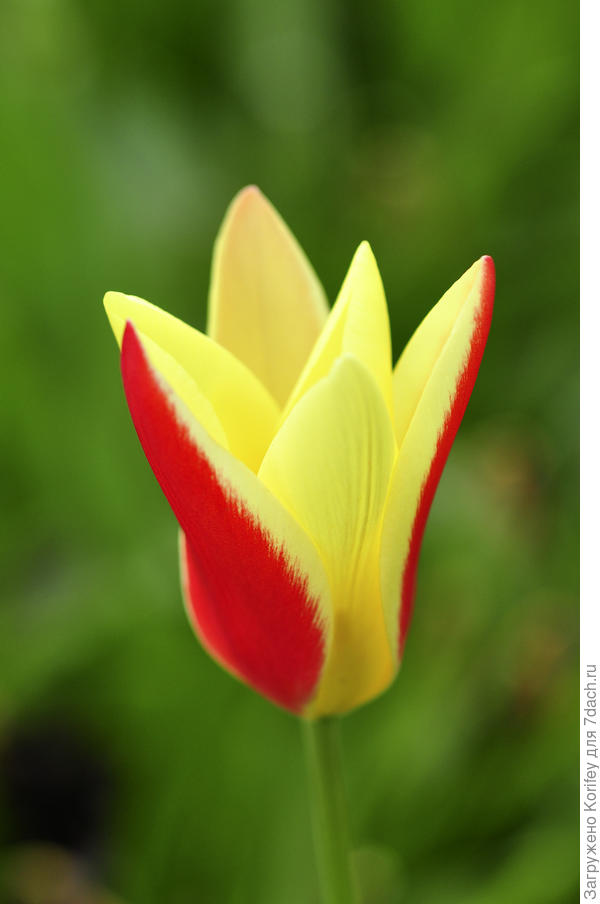 Тюльпан ботанический clusiana var.chrysanta &#39;Tubergen&#39;s Gem&#39;