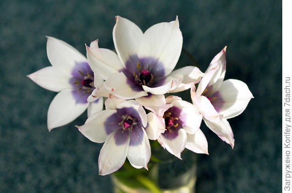 Он же (Humilis Coerulea Alba &quot;Oculata&#39;) в букете