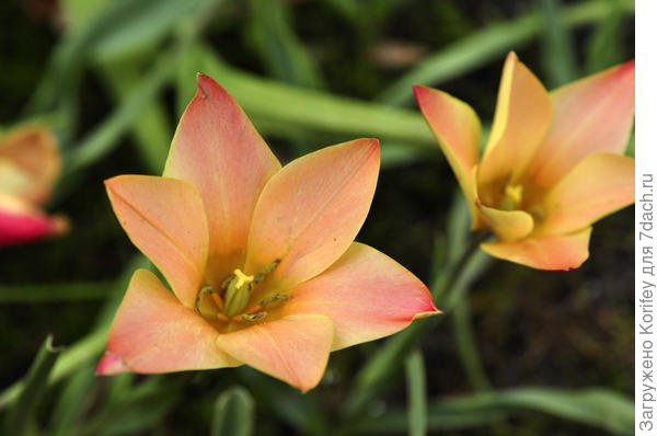 Тюльпан ботанический Clusiana &#39;Shella&#39;