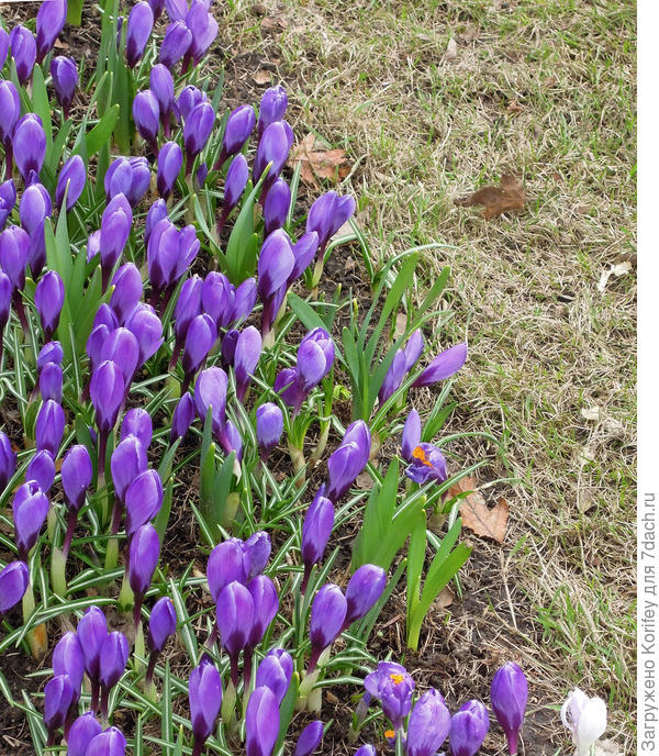 Очень хорошо сажать крокусы вдоль бордюра или раздела клумбы и газона