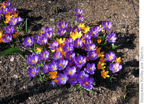Здесь хорошо видно разницу в размерах между гигантскими и ботаническими крокусами