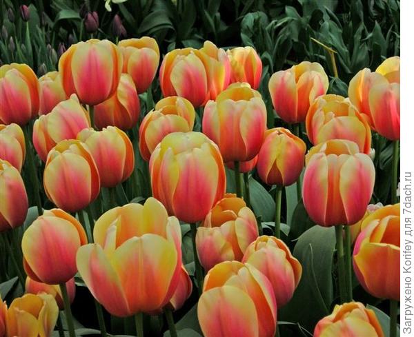 Сорт Ad Rem&#39;s Beauty