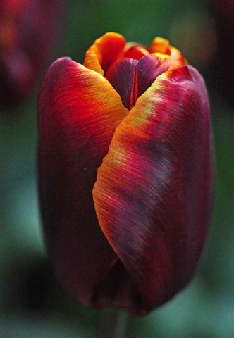 Триум, сорт Abu Hassan