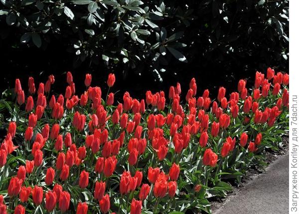 Сорт Adele Duttweiller