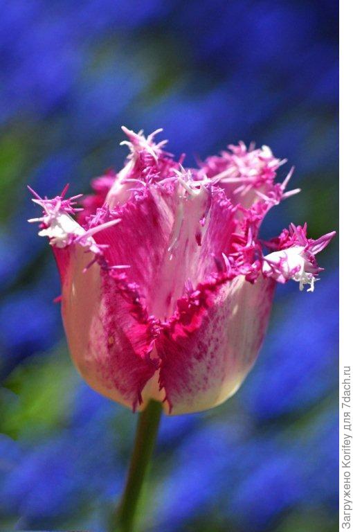 Бахромчатый Aria Card