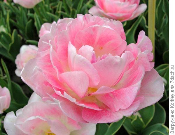 Махровый поздний Annelinde