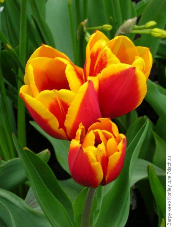 Многоцветковый триумф Andre Citroen