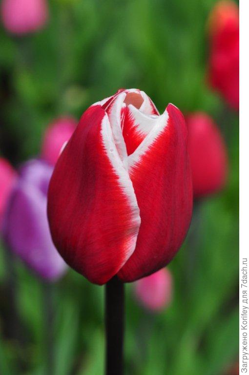 Триумф Армани (Armani)