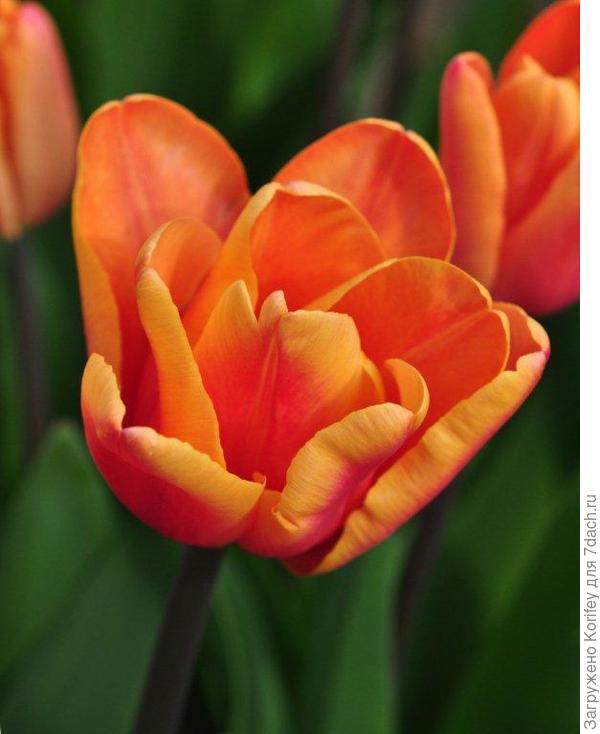 Триумф Apricot Foxx