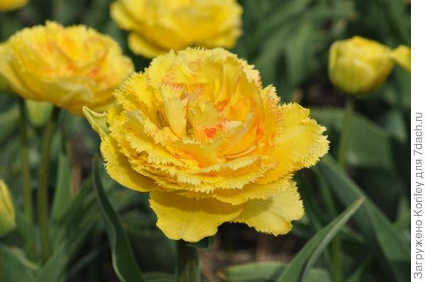 Махровый бахромчатый Артишок (Artichoke)