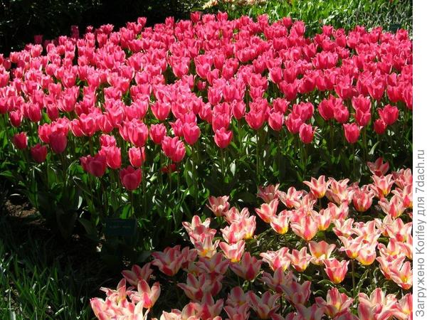 Тюльпаны Albert Heyn (на дальнем плане) + Buon Giorno (ближний план)