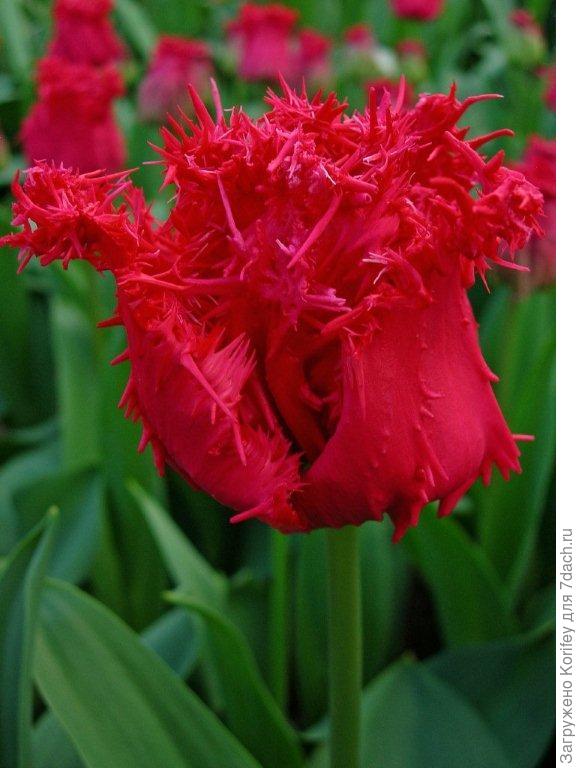 Бахромчатый Barbados