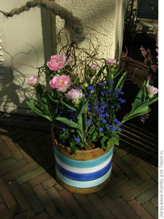 Махровый поздний Angelika