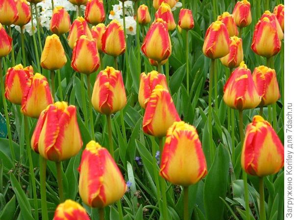 Дарвинов гибрид Banja Luka