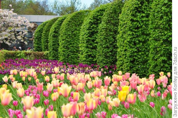 Сорта Blushing Beauty и Havran (на дальнем плане)