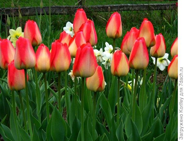 Он же в пасмурную погоду и ближе к концу цветения