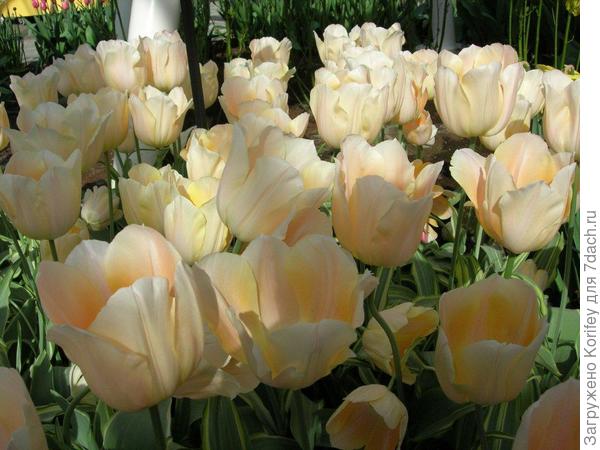 Сорт Apricot Magic