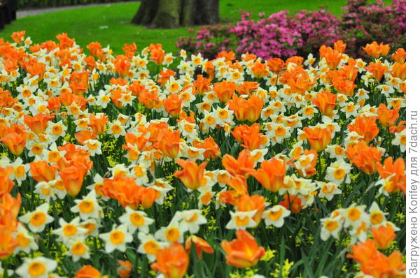 Тюльпан Orange Emperror + нарциссы Sempre Avanti, Bright Gem, Havera