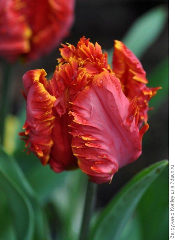 Сорт Гласность (Glasnost)