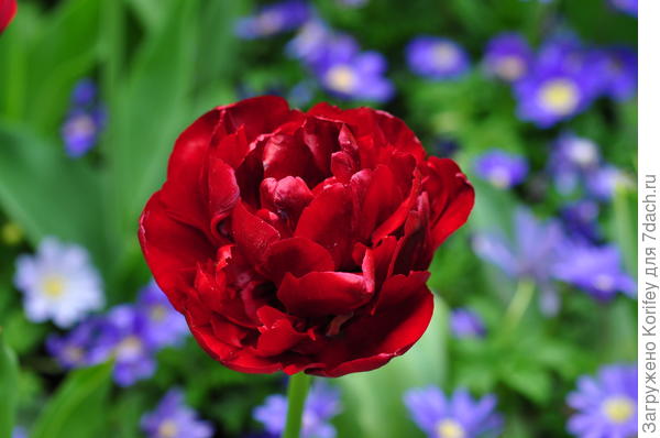 Тюльпаны хорошо смотрятся на фоне весенних анемон