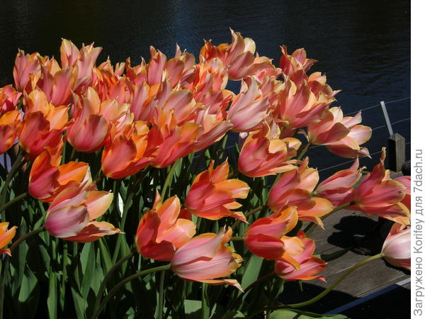 Сорт Перестройка (Perestroyka)