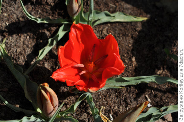 Тюльпан Введенского (Vvedenskyi)