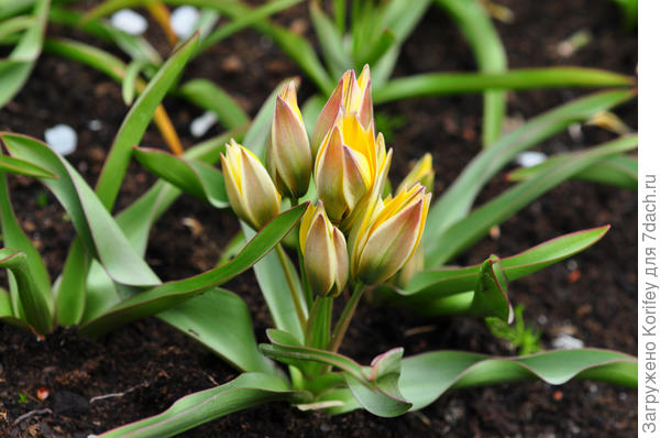Тюльпан Неуструевой (neusstruevae)