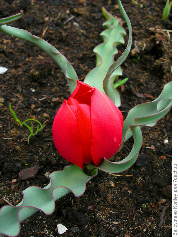 Тюльпан льнолистный (linifolia) в бутоне