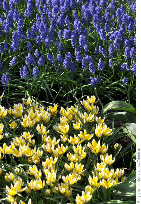 Он же на клумбе в сочетании с мускари