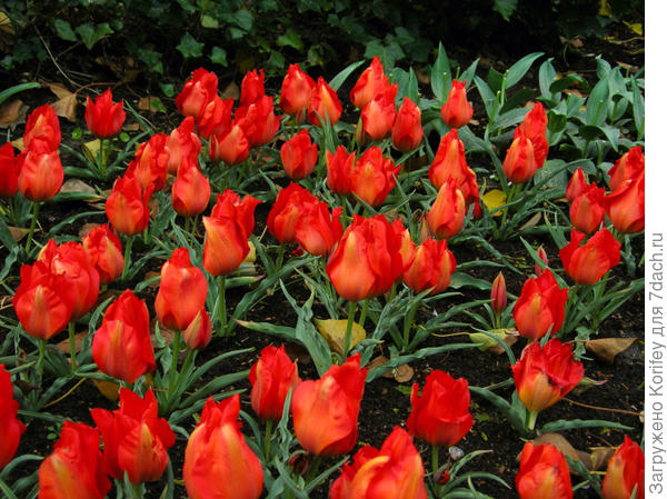 Тюльпан Vvedenskyi Tangerine Beauty, это уже сорт, полученный на его основе