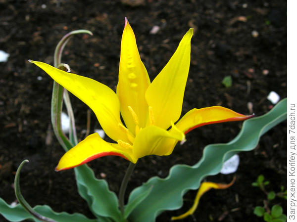 Тюльпан Eichleri (Эйхлера) достаточно редкой окраски - желтой. Обычно они бывают красными