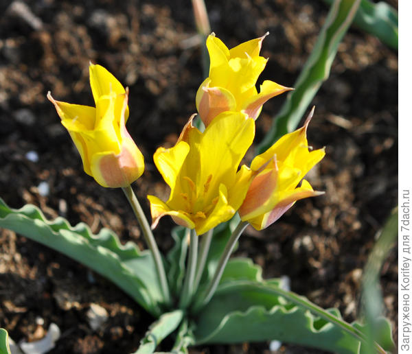 И, наконец, Тюльпан урумийский (urumiensis)