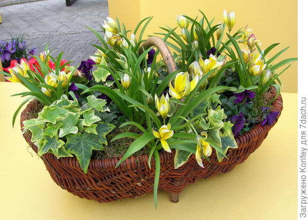 Он же (Dasistemon Tarda) в композиции