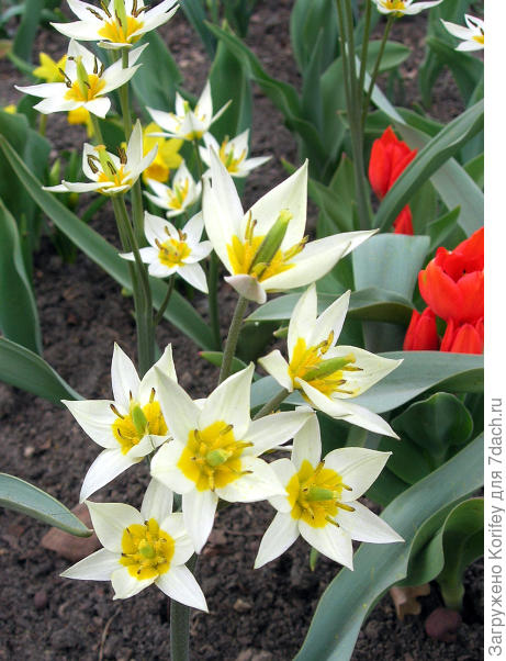 Тюльпан Turkestanica