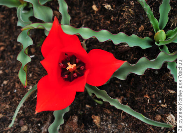 Он же в раскрытом виде