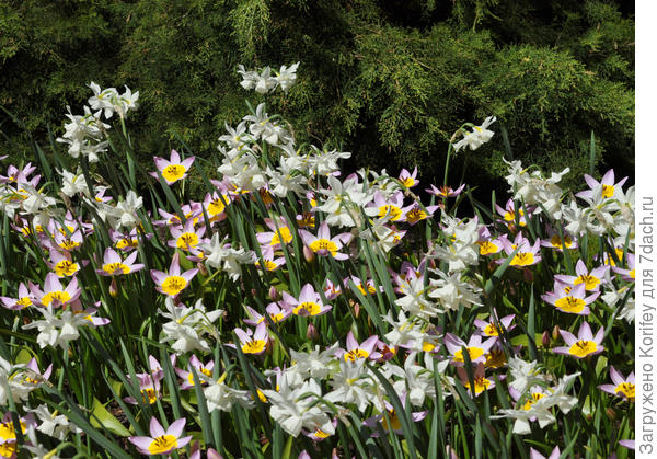 Он же (Saxatilis) в сочетании с ботаническим нарциссом Thalia