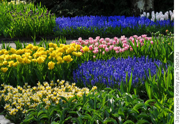 А вот на фоне крупных современных сортов он смотрится так себе. Не стоит их сажать рядом ...