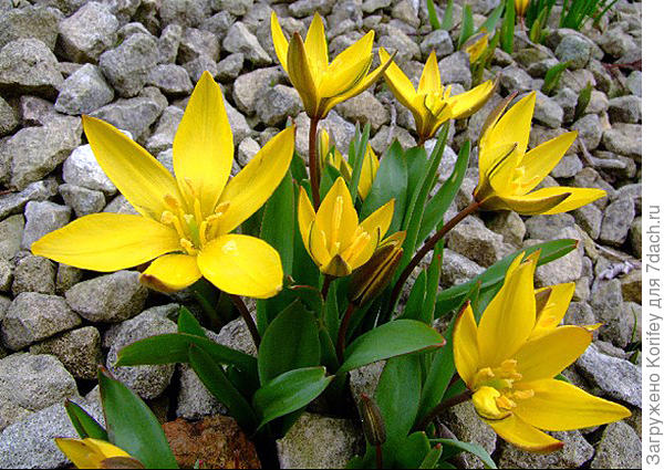 Вот так он выглядит в цветущем виде